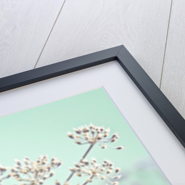 Cow parsley flower by Assaf Frank